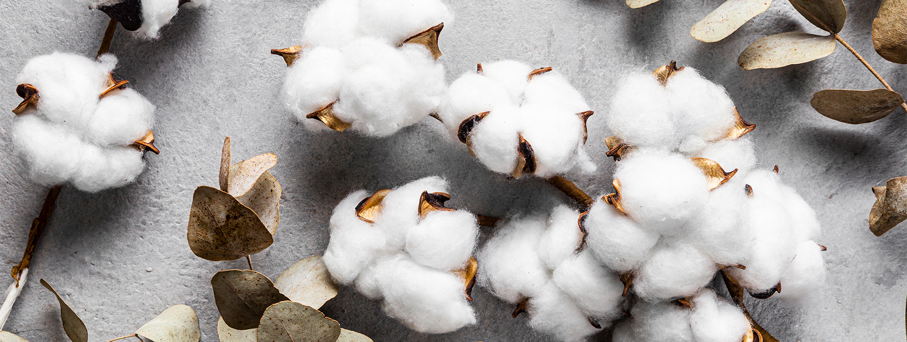 organic cotton T-shirts for men and women