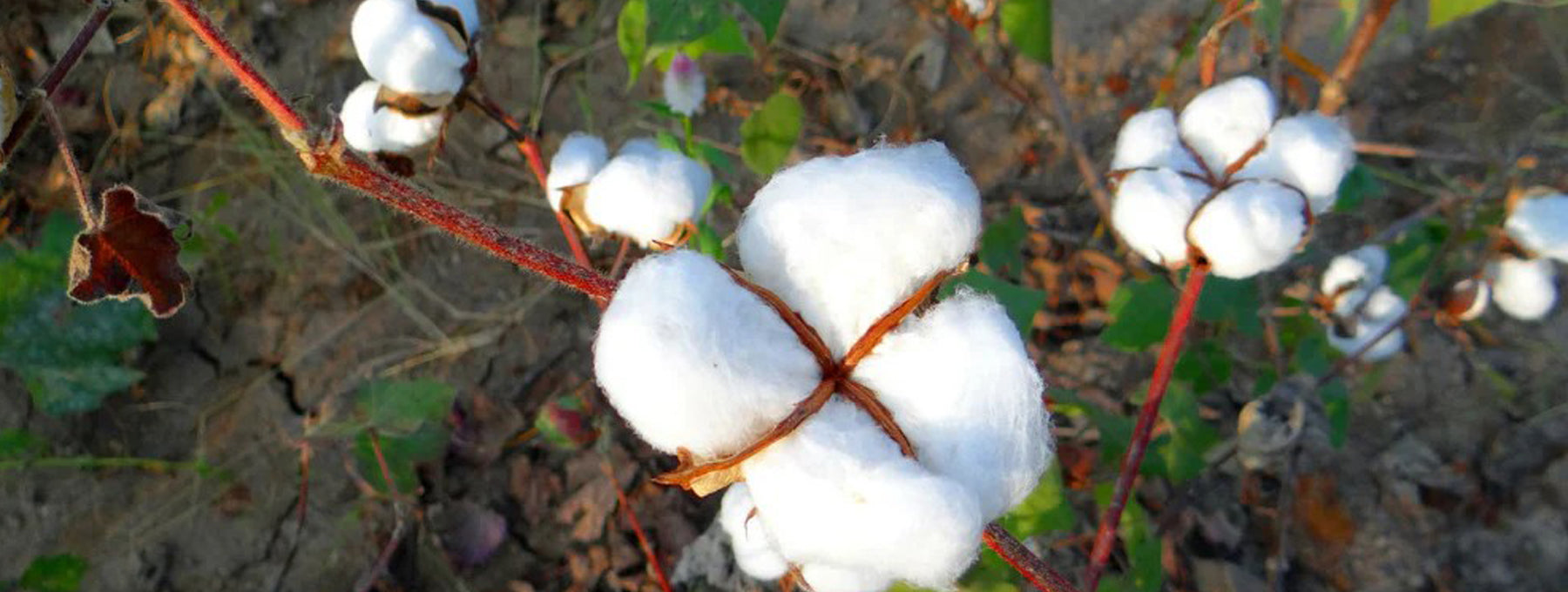 Why Organic Cotton T-Shirts are Good for You & the Earth in 2025