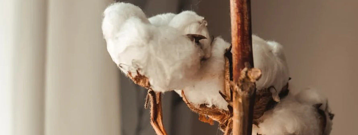 Close-up of raw organic cotton bolls on a branch