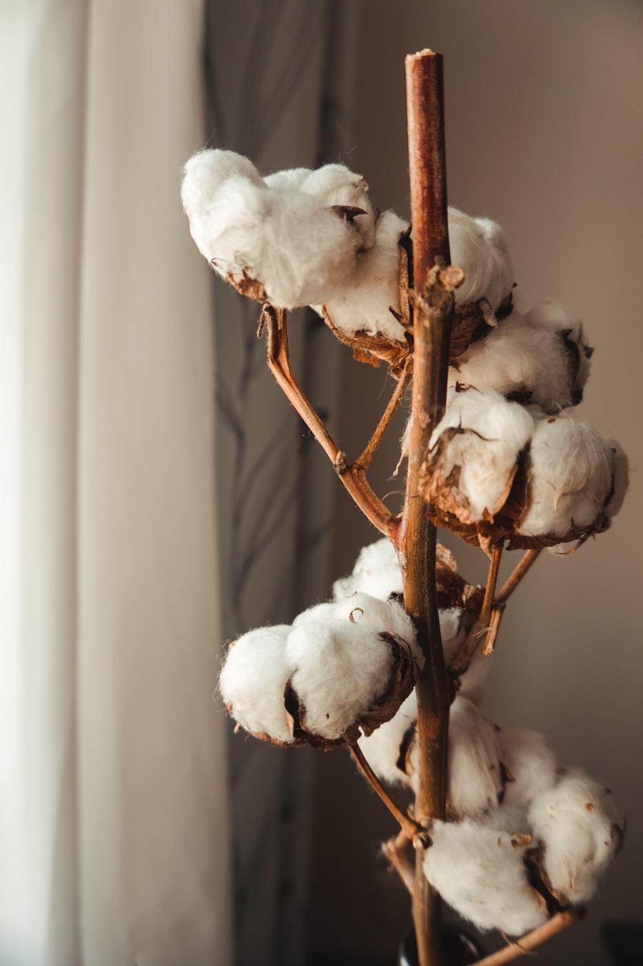 Tree Raw Cotton Buds On White Soft Cotton Textured Background