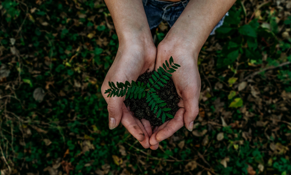 hands holding tree representing sustainable life