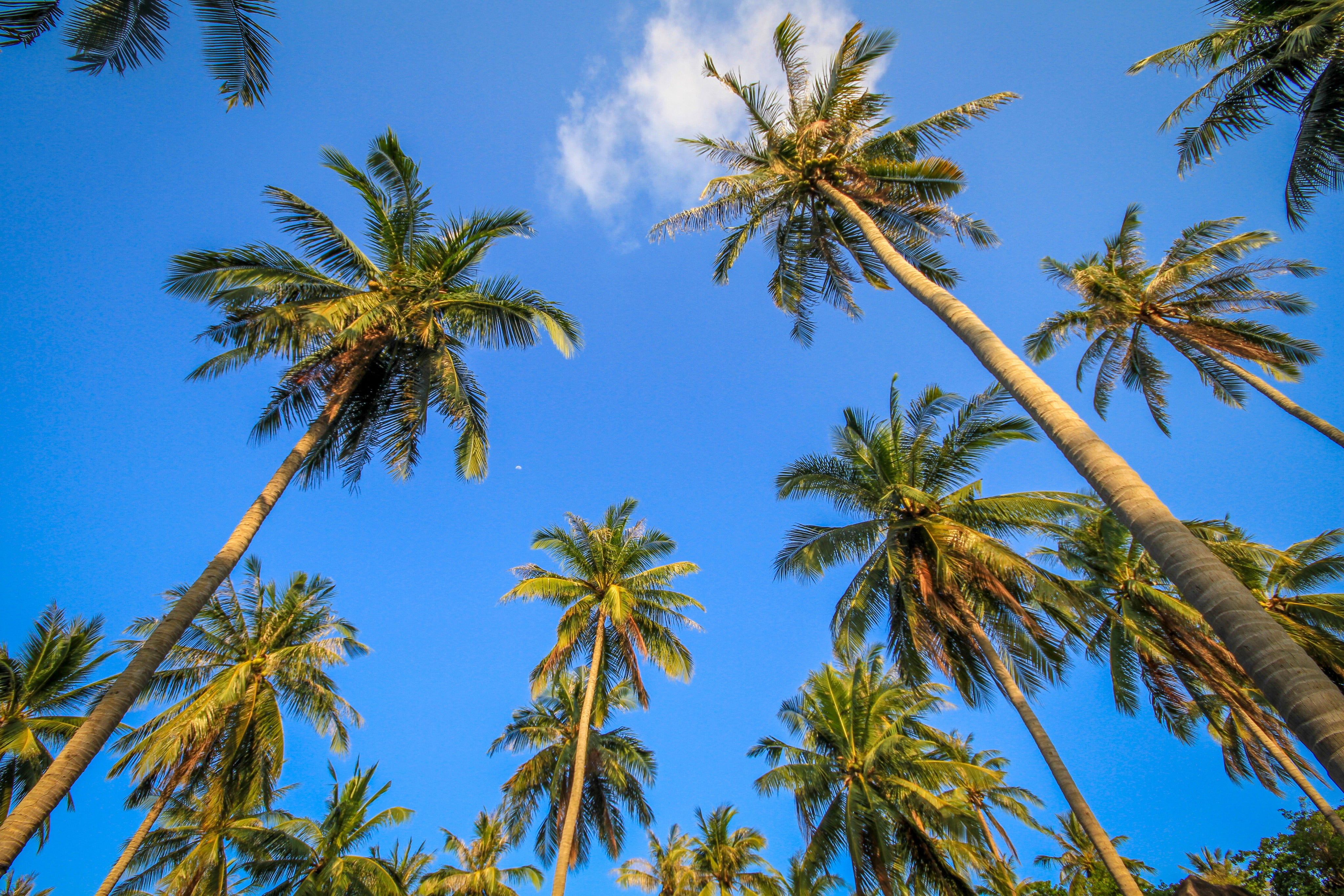 Palm Trees Sky