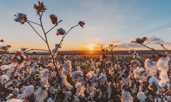 fair trade cotton for t shirts