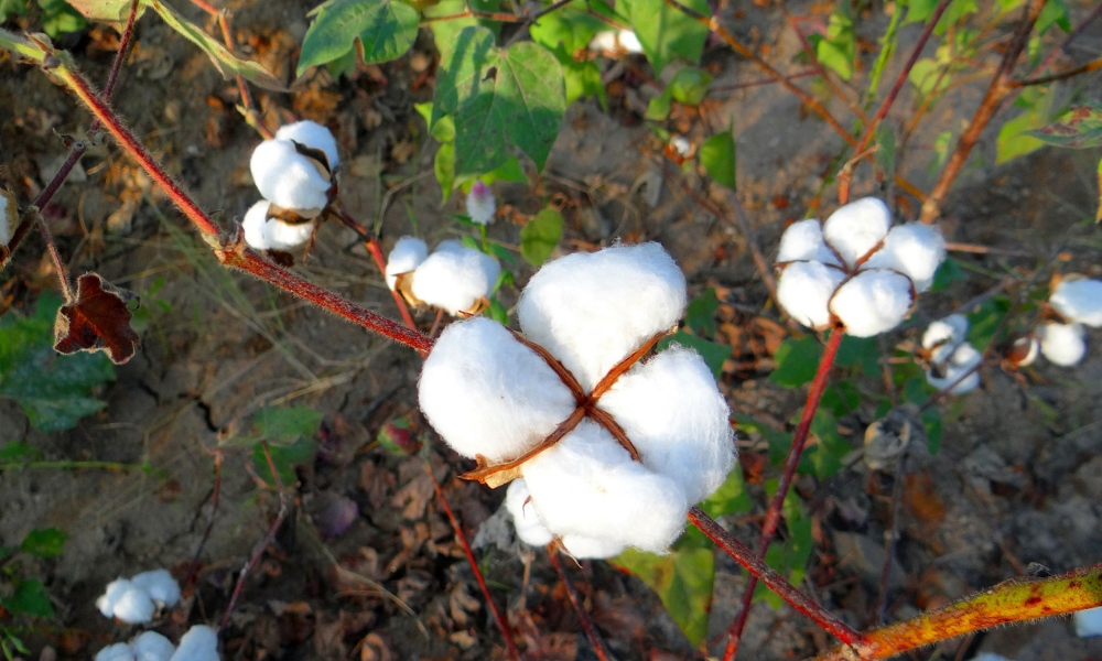 organic cotton for t shirts