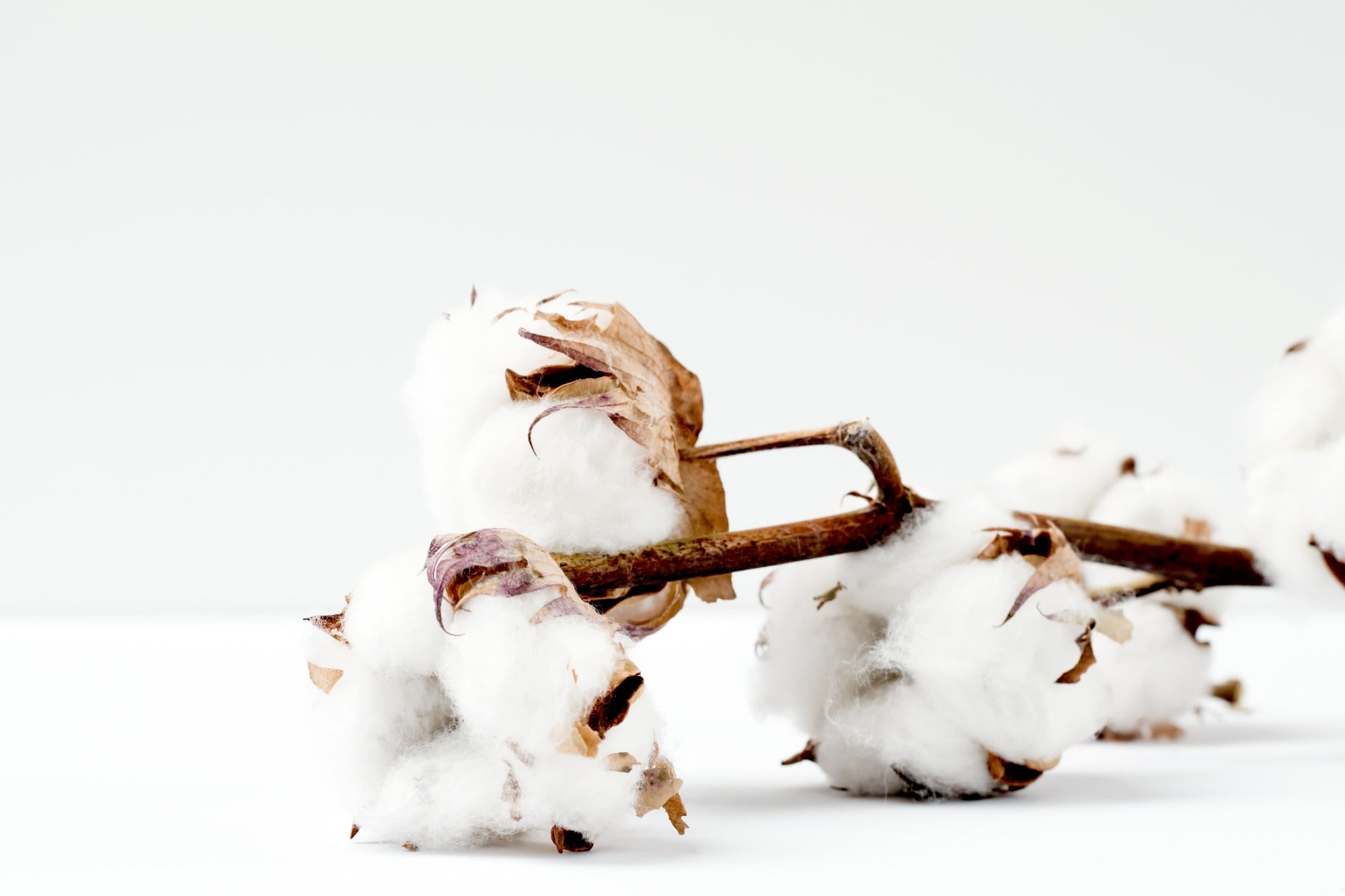 Why Organic Cotton